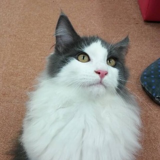 ノルウェージャンフォレストキャット？