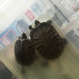 至急お願いします！