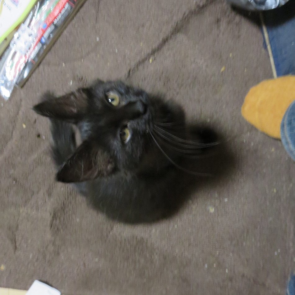 かぴのカバー写真