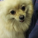 フレンドリーなポメラニアン