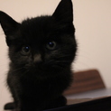 甘えん坊黒猫ちゃん