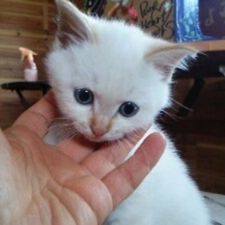 シャム風の子猫♀(仲良しの子猫と2匹での里親募集)