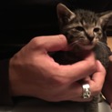 1ヶ月ちょっとの子猫です。