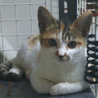 ★トライアル決定★ちょいびびり兄弟☆三毛の女の子