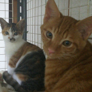 ★トライアル決定★ちょいびびり兄弟☆茶トラの男の子