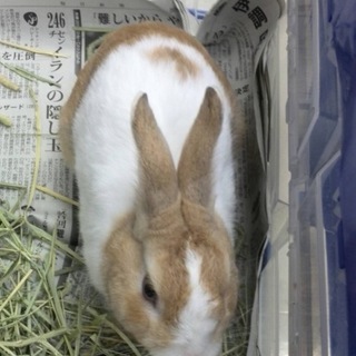 うさたん♂