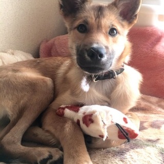 超イケメン生後５ヶ月男の子