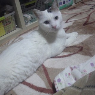 【お願いします】去勢済  賢い男の子3歳