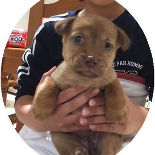 生後1か月★子犬★ルルちゃん