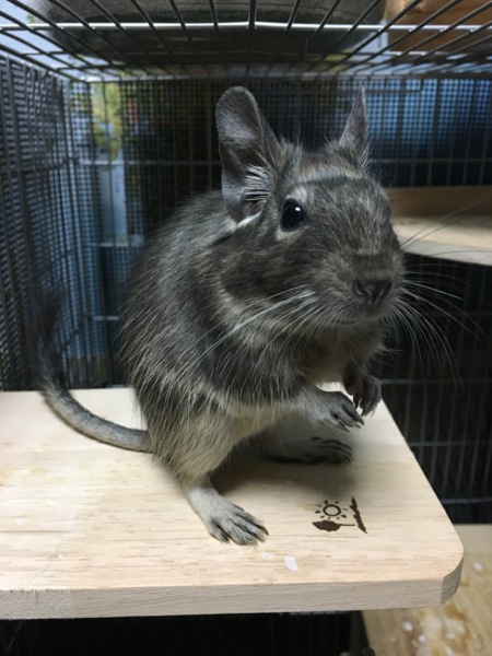 里親様決定いたしました！ サムネイル2