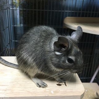 里親様決定いたしました！