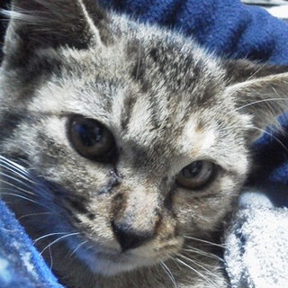 ちっちゃなかりんのママになってください！