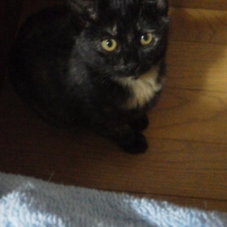 元気印！マロンのママになってください☆