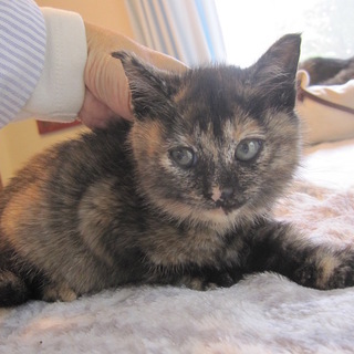 熊本っ子のかわいいサビ猫りれみとちゃん