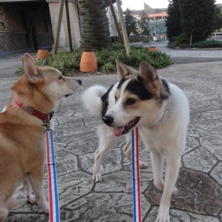 犬とお散歩とチーズが大好きポン太！人は少し好き♪