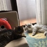 ラムくん