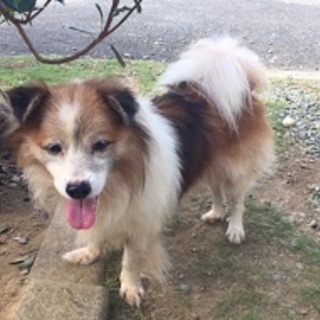 歯も目もきれい。がんがん走る元気なシニア