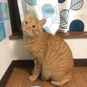 ☆穏やかで優しい性格の「茶ったろ」☆