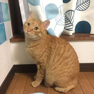 ☆穏やかで優しい性格の「茶ったろ」☆