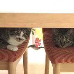 椅子で寝る