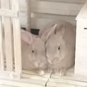 ミニうさぎの赤ちゃん3ヶ月オトコのコ2羽