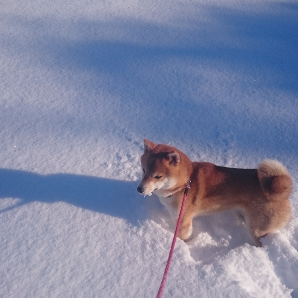 リョウのカバー写真