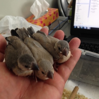 文鳥の里親さん募集