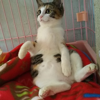 見た目は可愛いけど・・・