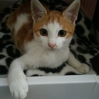 募集停止　初めての猫の方におすすめにゃんこです