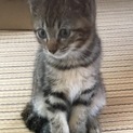 綺麗な子です