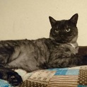 カッコイイシマシマの大人猫