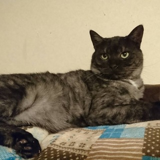 カッコイイシマシマの大人猫
