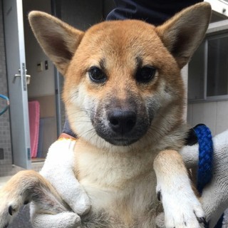 ☆里親決定☆迷子の柴犬風ミックス犬