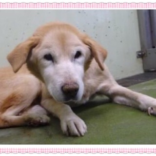 もう時間がありません！ 助けて＞_＜