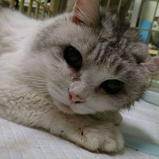 【感謝】飼主持込１４歳のほんわかニャンコ里親様決定