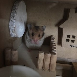 ゴールデンハムスター 女の子