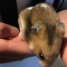 ゴールデンハムスター 女の子 サムネイル4