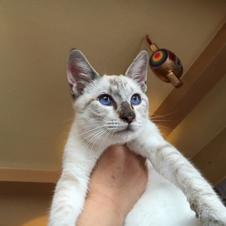 10ヵ月オス