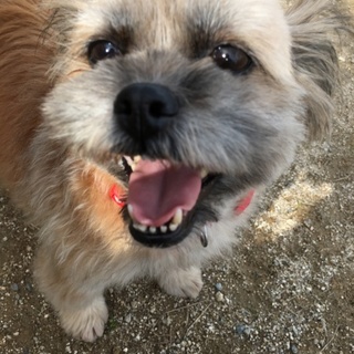 かぼす♀MIX（シーズー系）