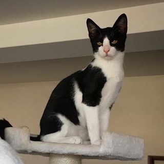 美猫イケメン7ヶ月
