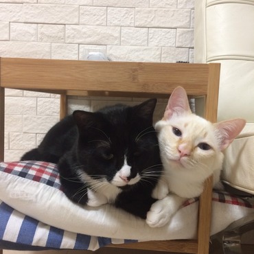 実は、今、一番小柄なのはクックだったりする…(笑)