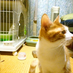 ニーヤの避妊手術終了＆テトの事