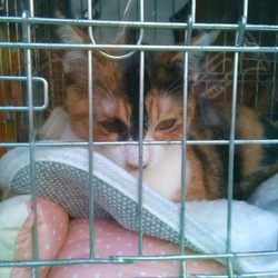 「ニーヤの避妊手術終了＆テトの事」サムネイル2