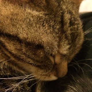 緊急で里親募集です。