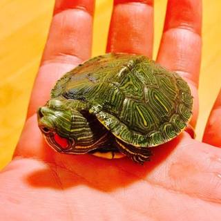 ミドリガメ 」神奈川県 - 爬虫類・他の里親募集(137395) :: ペットの