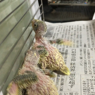 里親決まりました。　ありがとうございました。