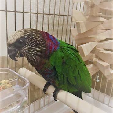 はじめまして、カリラです。