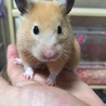 レディこ