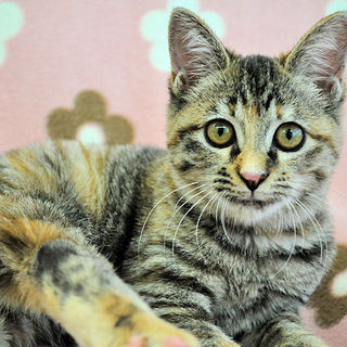 鳴き声がアレに似ている★コマさん