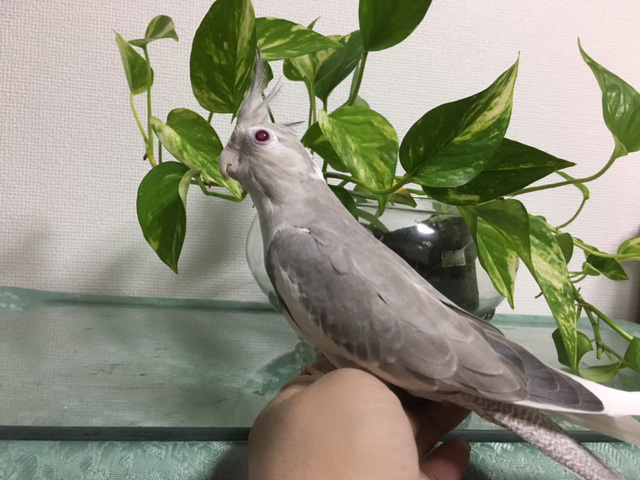 オカメインコ3歳メスで白」山口県 - 鳥の里親募集(137416) 1枚目の